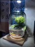 生命之樹(shù)苔蘚微景觀(guān)生態(tài)瓶創(chuàng  )意面造景盆景綠植盆栽節日生日禮物 鳴竹神居微景觀(guān)（煙灰款）+植物 曬單實(shí)拍圖