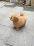 伊寵泰迪幼犬純種活體寵物狗狗活物幼崽貴賓犬小型犬 寵物級 公 曬單實拍圖