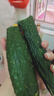 山東密刺小條黃瓜新鮮蔬菜新鮮采摘生吃生鮮單根≥200g 山東刺黃瓜 2斤 凈重 曬單實(shí)拍圖