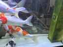 魚(yú)之眼魚(yú)缸納米鋁合金氣泡條氧氣條靜音增氧泵霧化氣泡石長(cháng)條氣條石雙排 【雙排】70cm鋁合金條 曬單實(shí)拍圖