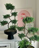 芙洛拉花園【兩小時(shí)達(dá)】五層塔松盆栽送導(dǎo)師青松綠植喬遷之喜開業(yè)教師節(jié)禮物 福滿新居【精致造景五層塔松盆景】 喬遷送禮推薦 曬單實(shí)拍圖