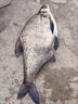 貓樂(lè )魚(yú)雙肩背裝魚(yú)袋便攜充氧手提袋釣魚(yú)水產(chǎn)運輸乾坤袋魚(yú)護包活魚(yú)袋魚(yú)獲 雙肩背 中號充氧型+充氧機610 曬單實(shí)拍圖