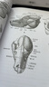 牛津藝用動(dòng)物解剖學(xué) 中英對照版500余幅常見(jiàn)動(dòng)物解剖結構示意圖動(dòng)物骨骼與肌肉運動(dòng)結構 動(dòng) 曬單實(shí)拍圖
