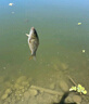 神鯊湖庫王7.2米魚(yú)竿超輕超硬碳素釣魚(yú)竿手竿臺釣竿鯉魚(yú)桿鯽魚(yú)竿漁具 曬單實(shí)拍圖