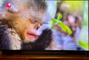 索尼（SONY）K-85XR70 索尼電視7系 85英寸 MiniLED 電影感光影/原彩 22bit灰階控制 XR芯片 一級能效 國家補貼 曬單實拍圖