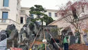 精品造型油松黑松赤松大型景觀松庭院松綠化工程松 其他規(guī)格 具體造型規(guī)格咨詢客服選樹 曬單實(shí)拍圖