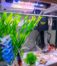 錦鯉魚(yú)活體觀(guān)賞魚(yú)活魚(yú)小型易養冷水淡水魚(yú)小魚(yú)苗錦鯉金魚(yú)好看錦鯉 10-12cm 六色錦鯉套餐6條 曬單實(shí)拍圖