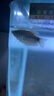 老牌漁場(chǎng)紅龍魚銀龍魚金龍魚或觀賞魚魚苗 一公一母【盲盒發(fā)貨】 曬單實(shí)拍圖