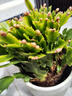 多色蟹爪蘭花苗盆栽帶花苞四季開(kāi)花重瓣螃蟹抓蓮好養易活室內花卉 【精品原盆土25-30棵】紅紫雙色（當年開(kāi)花）+肥 含盆 曬單實(shí)拍圖
