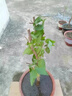 棗樹活苗沾化冬棗苗樹帶土球南方種植冰糖大棗樹苗當年結(jié)果 【沾化冬棗2棵裝】-精選6年苗（當年結(jié)果） 81cm(含)-110cm(含) 曬單實拍圖