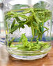 東方鴻景明前龍井2025新茶正品頭采高山嫩芽春茶43號茶葉浙江綠茶罐裝500g 曬單實(shí)拍圖