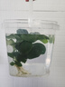 佩瑪思特大葉榕水榕大全水草植物真草造景陰性淡水魚(yú)缸綠植 迷你榕 曬單實(shí)拍圖