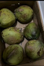 鮮木海南文昌帶皮大青椰新鮮孕婦水果特產(chǎn)椰青現摘現發(fā)青皮椰子椰汁 4個(gè)裝 曬單實(shí)拍圖