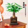 仙植緣【快遞】發(fā)財(cái)樹桌面盆栽文竹白掌客廳辦公室內(nèi)懶人綠植 單桿發(fā)財(cái)樹+舍得膠盆+底座+陶粒 曬單實(shí)拍圖