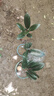 橡皮樹(shù)黑金剛盆栽花盆苗客廳室內綠葉大葉四季常青型植物凈化空氣 15公分高3棵 不含盆 曬單實(shí)拍圖