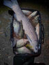 民間藝人磨砂漂身魚(yú)漂野釣輕口鯽魚(yú)鯉魚(yú)浮漂高靈敏醒目加粗鰱鳙大物漂 MX09漂長(cháng)43.3CM吃鉛2.0克 曬單實(shí)拍圖