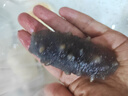 即食海參獨立包裝新鮮海鮮禮盒鮮食大連海參刺身冷凍遼參優(yōu)質(zhì)刺參 精美優(yōu)質(zhì)禮盒5斤（50-75頭） 曬單實(shí)拍圖
