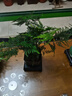 佰花錦文竹桌面盆栽新中式綠植辦公室客廳盆景茶臺臥室好養綠植花卉植物 【送方底座】文竹+pvc舍得盆+黑沙石鋪面 20-30cm 曬單實(shí)拍圖