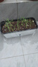 壽禾蔬菜秧苗大全壽光四季蔬菜苗帶土種苗茄子番茄辣椒苗秧陽(yáng)臺盆栽 四季小香蔥苗根苗種苗 40棵 曬單實(shí)拍圖