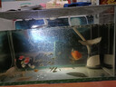 樂(lè )淘逸寵銀龍魚(yú)活體大中型熱帶觀(guān)賞魚(yú)魚(yú)缸寵物淡水風(fēng)水魚(yú)發(fā)財魚(yú)金龍魚(yú) 18-20cm七彩銀龍1條順豐 曬單實(shí)拍圖