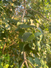 豫宙碎菜機(jī)雞鴨鵝碎草機(jī)家禽養(yǎng)殖粉碎機(jī)切菜不銹鋼桶式家用打草碎菜 不銹鋼加厚加大刀+1800W 曬單實(shí)拍圖
