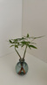 八芽發(fā)財樹小盆栽花卉水培植物客廳桌面綠植室內(nèi)四季招財樹辦公室好養(yǎng) 雙桿發(fā)財樹-小藍(lán)瓶-含紫砂托 含盆 曬單實拍圖
