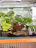 森森 超白玻璃小魚缸HWK-600P裸缸款水草缸金魚缸小型水族箱水草缸  曬單實(shí)拍圖