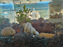 魚(yú)缸家用客廳生態(tài)桌面水族箱金晶超白玻璃魚(yú)缸中型大溪流缸 6mm金晶超白60*20*20cm 曬單實(shí)拍圖