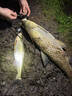 川澤夜光漂咬鉤變色鯽魚(yú)漂高靈敏納米醒目漂大物重力感電子漂夜釣浮漂 YH-01（3號(hào)）吃鉛：2.5g綜合通殺 咬鉤變色（單支裝+電池） 曬單實(shí)拍圖