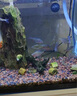 衛(wèi)辭抓魚瓶兒童抓魚神器捕魚撈魚神器倒須不漏戶外塑料抓魚工具 【升級配重螺母】加大號 （配約12米繩子+2包餌料+地插） 曬單實拍圖