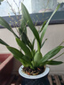 劉閣蘭花5色可選 水培夢(mèng)香蘭花苗帶盆發(fā)貨香水文心蘭奶油味室內花卉盆栽草 粉色文心蘭帶4支生花劍 配北歐盆 曬單實(shí)拍圖