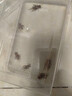 桐汝壁白蛐蛐蟋蟀活體飼料蜥蜴守宮蜘蛛龍魚(yú)鳥(niǎo)食物針頭蟋蟀油葫蘆 1-2厘米白蟋蟀100只 曬單實(shí)拍圖
