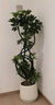 大型盆栽各種植物發(fā)財樹(shù)金錢(qián)樹(shù)綠蘿慶典喬遷盆景綠植辦公室內客廳 造型鴨腳木1.2-1.4米【聚寶盆】 含盆 曬單實(shí)拍圖