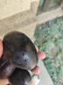 庾豐當(dāng)季新鮮現(xiàn)摘西梅 新鮮水果整箱 孕婦藍(lán)蜜法蘭西梅 團(tuán)購(gòu)送禮 5斤裝（凈果4.5斤）甄選果王 顆顆甄選 產(chǎn)地直發(fā) 曬單實(shí)拍圖