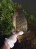劉志強餌料釣魚(yú)魚(yú)餌全能香魚(yú)餌料野釣鯽魚(yú)專(zhuān)用鯉魚(yú)釣魚(yú)餌料 曬單實(shí)拍圖