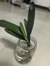 特價大盆君子蘭盆栽名貴國寶級花卉苗綠植物圓頭和尚室內(nèi)四季好養(yǎng) 01：【特惠款】5-8片葉子+帶土 送肥料【不含盆】 曬單實拍圖