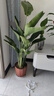 植男植女天堂鳥(niǎo)盆栽客廳室內(nèi)好養(yǎng)大型落地真綠植辦公室植物鶴望蘭源頭直發(fā) 曬單實(shí)拍圖