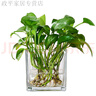 宰摟簡(jiǎn)約水培花盆正方形玻璃花瓶透明綠蘿水養植物器皿烏龜缸擺 杯子整體尺寸以下方介紹為準別拍 曬單實(shí)拍圖