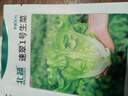 北蔬 生菜種子苗四季種生吃耐熱耐抽薹菜籽 速翠1號生菜種子約5000粒 曬單實(shí)拍圖