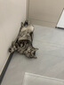 京覓貓砂 純豆腐貓砂山姆爆款除臭秒結團強吸水可沖廁所 2.5kg*4袋 曬單實(shí)拍圖