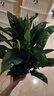 白掌一帆風順盆栽植物室內(nèi)花卉綠植水養(yǎng)四季開花新手好養(yǎng)活 白掌1盆帶繁星盆 曬單實拍圖