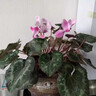 ZHANJIE【百蟲(chóng)清】花卉植物室內外綠植除蟲(chóng)劑蜘蛛蚜蟲(chóng)月季花蟲(chóng)害殺蟲(chóng)噴霧 【園藝師強力推薦】殺蟲(chóng)不傷植物*2 曬單實(shí)拍圖