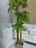 花財主天堂鳥(niǎo)盆栽辦公室大型綠植客廳盆栽家用吸甲醛凈化空氣綠植 步步高發(fā)財樹(shù)1.7-1.8m【福字盆】 曬單實(shí)拍圖