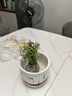 太陽(yáng)花花苗好養易活 重瓣老樁大花 盆栽室內陽(yáng)臺花卉綠植 帶花苞 混色10棵【重瓣大花】+郁金香陶瓷 曬單實(shí)拍圖