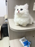 【簽合同平臺下單】布偶貓英短緬因貓德文貓矮腳幼崽活體寵物貓咪 寵物級 矮腳貓客服選寵 曬單實(shí)拍圖