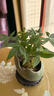 新型造型發(fā)財樹盆栽盆景奇趣獨特室內(nèi)植物室內(nèi)辦公室好養(yǎng)植物 奇趣五桿發(fā)財樹苔蘚球+塑料底座 曬單實拍圖