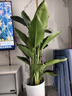 植男植女天堂鳥(niǎo)盆栽客廳室內好養大型綠植辦公室喬遷開(kāi)業(yè)鶴望蘭源頭直發(fā) 曬單實(shí)拍圖