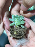沭之美多肉植物肉肉室內(nèi)植物桌面盆栽 吉娃娃+小米缸陶瓷盆 源頭直發(fā) 曬單實拍圖