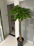 嘆為觀止大型植物發(fā)財樹各種大顆盆栽開業(yè)喬遷客廳辦公室內(nèi)好養(yǎng)大型花卉 辮子發(fā)財樹【1.7-1.8米】 含盆 曬單實拍圖