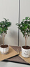 開時果 四季桂花盆栽樹苗濃香型 新中式盆景辦公室內綠植物源頭直發(fā)包郵 精品四季桂+錢途無量盆 【整高約40-50cm左右】 曬單實拍圖